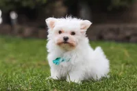 Jessie, a male Maltese for sale in Sugarcreek, OH – Photo 1 of 5