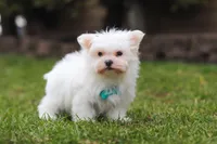 Jessie, a male Maltese for sale in Sugarcreek, OH – Photo 4 of 5