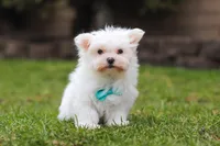 Jessie, a male Maltese for sale in Sugarcreek, OH – Photo 2 of 5