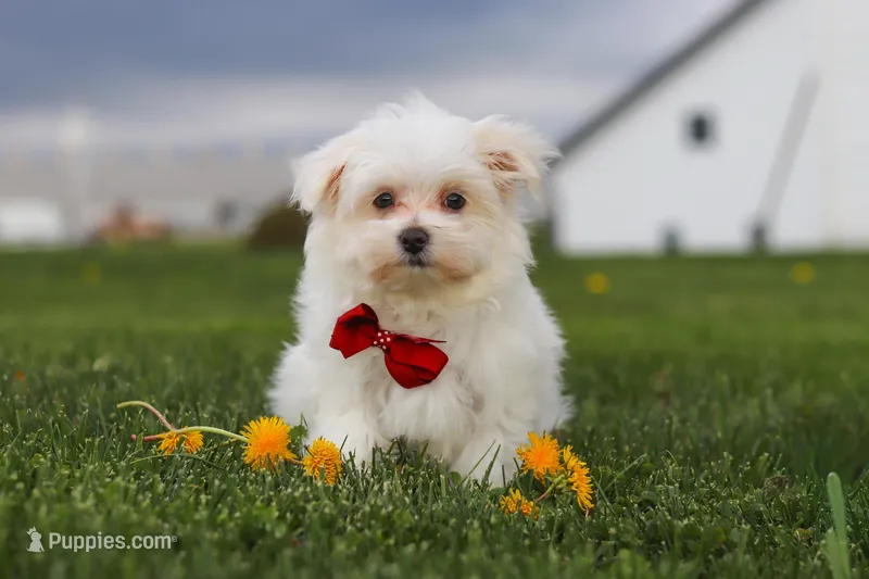 Jessie – Maltese puppy for sale in Sugarcreek, OH