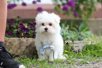Jessie, a male Maltese for sale in Sugarcreek, OH – 3 of 9