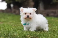 Jessie, a male Maltese for sale in Sugarcreek, OH – Photo 3 of 5