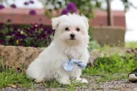 Jessie, a male Maltese for sale in Sugarcreek, OH – 4 of 9