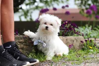 Jessie, a male Maltese for sale in Sugarcreek, OH – 2 of 9