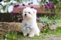 Jessie, a male Maltese for sale in Sugarcreek, OH – 1 of 9