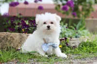 Jessie, a male Maltese for sale in Sugarcreek, OH – 5 of 9