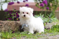 Jessie, a male Maltese for sale in Sugarcreek, OH – 6 of 9