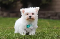 Jessie, a male Maltese for sale in Sugarcreek, OH – Photo 5 of 5