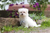 Jessie, a male Maltese for sale in Sugarcreek, OH – 9 of 9