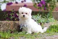 Jessie, a male Maltese for sale in Sugarcreek, OH – 7 of 9