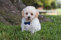 Marshmelllow, a male Maltipoo for sale in Sugarcreek, OH – 5 of 7