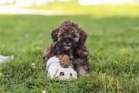 Chip, a male Maltipoo for sale in Sugarcreek, OH – 6 of 7