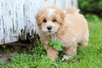 Joel, a male Maltipoo for sale in Sugarcreek, OH – 2 of 10