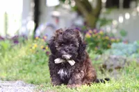 Tyler, a male Shihpoo for sale in Sugarcreek, OH – 5 of 8
