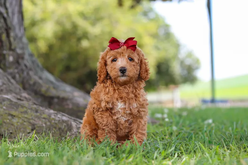 Becca – Poodle - Miniature  puppy for sale in Sugarcreek, OH