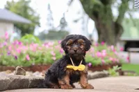 Peter, a male Yorkipoo for sale in Sugarcreek, OH – 6 of 7