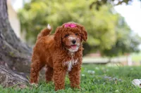 Brenda, a female Poodle - Miniature  for sale in Sugarcreek, OH – 3 of 6