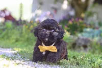 Tristan, a male Shihpoo for sale in Sugarcreek, OH – 3 of 6