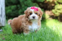 Jewel , a female Maltipoo for sale in Sugarcreek, OH – 2 of 5