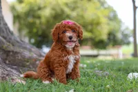 Brenda, a female Poodle - Miniature  for sale in Sugarcreek, OH – 2 of 6