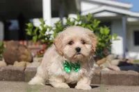 Trandon, a male Shihpoo for sale in Sugarcreek, OH – 5 of 6