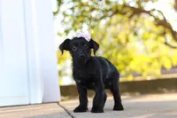 Pansy, a female Yorkipoo for sale in Sugarcreek, OH – 5 of 6