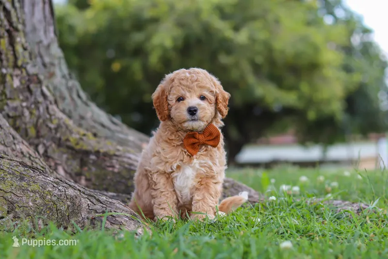 Brunco – Poodle - Miniature  puppy for sale in Sugarcreek, OH