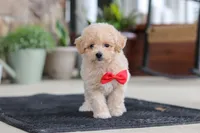 Kolten, a male Maltipoo for sale in Sugarcreek, OH – 6 of 10