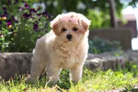Penny, a female Maltipoo for sale in Sugarcreek, OH – 7 of 10