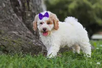 Bella, a female Poodle - Miniature  for sale in Sugarcreek, OH – 3 of 6