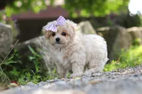 Poppie, a female Maltipoo for sale in Sugarcreek, OH – 7 of 9