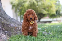 Bo , a male Poodle - Miniature  for sale in Sugarcreek, OH – 6 of 8