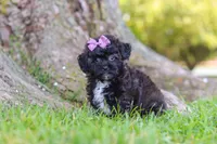 Pretzel, a female Maltipoo for sale in Sugarcreek, OH – 1 of 8
