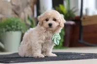Karl, a male Maltipoo for sale in Sugarcreek, OH – 2 of 8