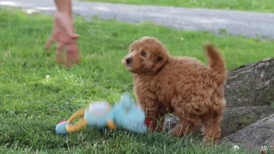 Becca, a female Poodle - Miniature  for sale in Sugarcreek, OH – 5 of 5
