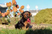 Patter, a male Yorkipoo for sale in Sugarcreek, OH – 4 of 6