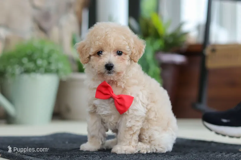 Kolten – Maltipoo puppy for sale in Sugarcreek, OH