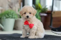 Kolten, a male Maltipoo for sale in Sugarcreek, OH – 1 of 10