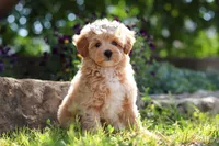 Posie , a female Maltipoo for sale in Sugarcreek, OH – 4 of 9
