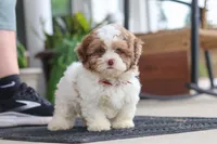 Thomas, a male Shihpoo for sale in Sugarcreek, OH – 2 of 8