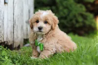 Joel, a male Maltipoo for sale in Sugarcreek, OH – 5 of 10