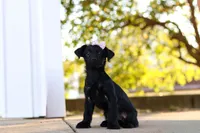 Pansy, a female Yorkipoo for sale in Sugarcreek, OH – 3 of 6