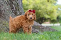 Becca, a female Poodle - Miniature  for sale in Sugarcreek, OH – 2 of 5