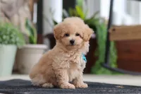 Kenny, a male Maltipoo for sale in Sugarcreek, OH – 4 of 7