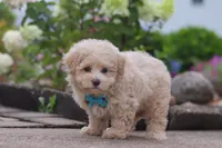Noah, a male Maltipoo for sale in Sugarcreek, OH – 3 of 6