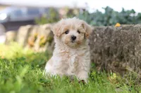 Piper, a male Maltipoo for sale in Sugarcreek, OH – 4 of 9
