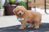 Kevin, a male Maltipoo for sale in Sugarcreek, OH – 8 of 9