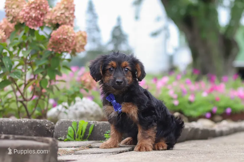 Patter – Yorkipoo puppy for sale in Sugarcreek, OH