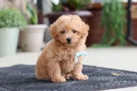 Kevin, a male Maltipoo for sale in Sugarcreek, OH – 3 of 9