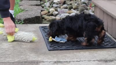 Peter, a male Yorkipoo for sale in Sugarcreek, OH – 7 of 7